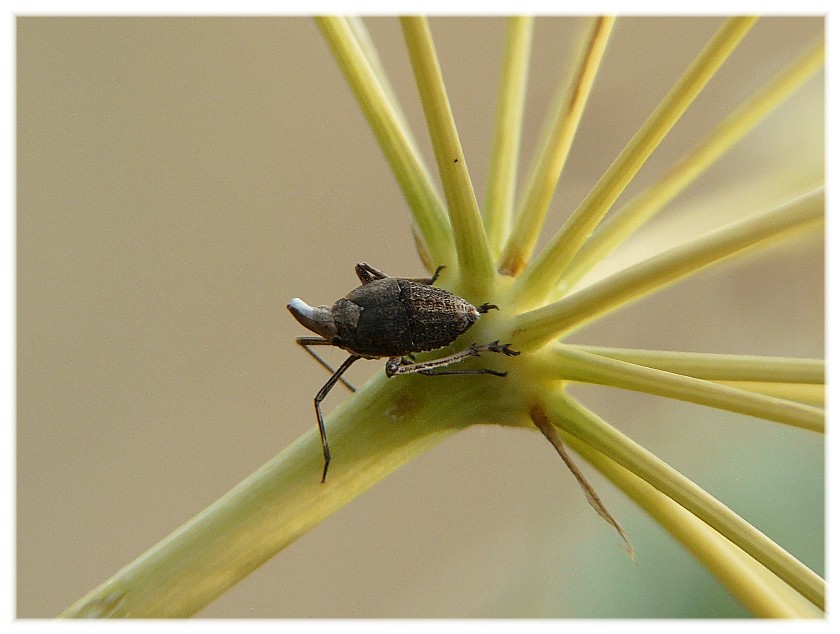 Bursinia cf. genei (Dictyopharidae)